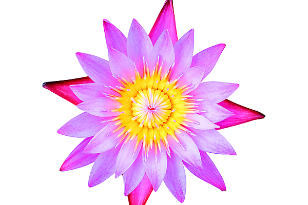 포토 JPG 해외이미지 식물 꽃잎 꽃 종교 분홍색 백그라운드 잎 불교 자연 동양인 사람없음 초록색 뷰티 노란색 정원 벚꽃 흰색 신선 개화 정상 심볼 명상 꽃가루 신성 내추럴 고립 이해 존경 해외포토 컬러 인종 가루 생태계 파일형식 이미지허브