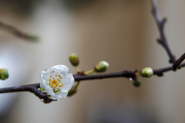 포토 JPG 해외이미지 근접촬영 사람없음 야외 아웃포커스 벚꽃 나뭇가지 벚나무 꽃봉오리 꽃수술 해외포토 나무 꽃 뷰포인트 촬영기법 파일형식 이미지허브