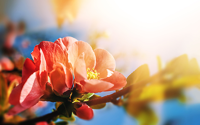 포토 JPG 해외이미지 나무 식물 계절 꽃잎 꽃 분홍색 백그라운드 잎 꽃무늬 자연 사람없음 장식 빨간색 초록색 빛 태양 정원 일본 봄 벚꽃 흰색 나뭇가지 개화 내추럴 해외포토 자연요소 아시아 컬러 무늬 생태계 파일형식 이미지허브