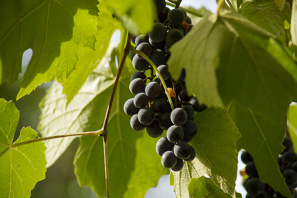 포토 JPG 해외이미지 식물 계절 열매 음식 줄기 잎 농업 과일 자연 포도 건강 사람없음 초록색 여름 농작물 농장 와인 맑음 검은색 수확 성장 가을 흰색 나뭇가지 신선 달콤 다발 심볼 유기농 원예 포도밭 포도나무 내추럴 숙성 양조장 해외포토 나무 웰빙 산업 컬러 밭 날씨 주류 취미 맛 과일나무 생태계 파일형식 이미지허브