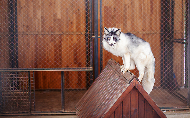 포토 JPG 해외이미지 주간 한마리 야생동물 사람없음 야외 승차 여우 나무집 북극여우 해외포토 자연요소 동물 1 포유류 모션 주택 파일형식 이미지허브