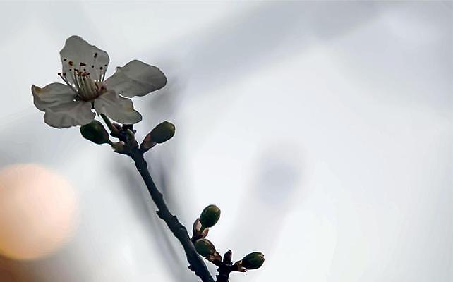 EPS 해외이미지 일러스트 사람없음 야외 벚꽃 나뭇가지 벚나무 꽃봉오리 꽃수술 해외일러스트 나무 꽃 파일형식 벡터 이미지허브