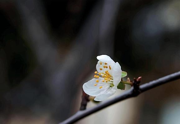 EPS 해외이미지 잎 일러스트 사람없음 야외 벚꽃 나뭇가지 벚나무 꽃수술 해외일러스트 나무 식물 꽃 파일형식 벡터 이미지허브