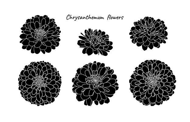EPS 해외이미지 식물 손 디자인 꽃잎 꽃 실루엣 선 결혼 꽃무늬 일러스트 포장 자연 벽지 국화 흑백 미술 그래픽 장식 세트 유행 검은색 벚꽃 흰색 직물 인사 신용카드 고급 우아함 인쇄 스케치 수집 그림 윤곽 초대 고립 엘리먼트 포장소품 스타일 해외일러스트 컬러 컨셉 무늬 문화예술 촬영기법 이벤트 신체부위 금융 예절 오브젝트 생태계 포장재료 파일형식 벡터 이미지허브