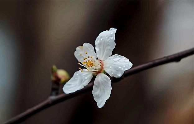 EPS 해외이미지 일러스트 사람없음 야외 벚꽃 나뭇가지 벚나무 꽃봉오리 꽃수술 해외일러스트 나무 꽃 파일형식 벡터 이미지허브