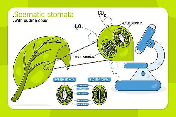 EPS 해외이미지 식물 계절 교육 벽 과학 백그라운드 십자가 잎 일러스트 부분 해부 자연 세포 현미경 경비 초록색 물 오픈 계획 생물학 정맥 산소 고립 셀룰러 해외일러스트 자연요소 컬러 컨셉 의학 실험기구 안전 원소 보호 생태계 혈관 파일형식 벡터 이미지허브