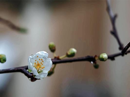 EPS 해외이미지 일러스트 사람없음 야외 벚꽃 나뭇가지 벚나무 꽃봉오리 꽃수술 해외일러스트 나무 꽃 파일형식 벡터 이미지허브