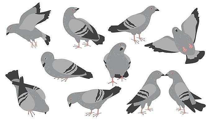 EPS 해외이미지 동물 야생동물 포즈 컨셉 날개 일러스트 모션 자연 조류 거리 서기 앉기 반려동물 세트 평화 걷기 회색 도시 잠 그룹 플랫 먹이 만화 수집 먹기 깃털 비둘기 부리 팩 조립 고립 동물상 수유 착륙 해외일러스트 컬러 조형물 화장품 생태계 파일형식 벡터 이미지허브