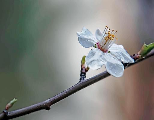 EPS 해외이미지 일러스트 사람없음 야외 벚꽃 나뭇가지 벚나무 꽃봉오리 꽃수술 해외일러스트 나무 꽃 파일형식 벡터 이미지허브