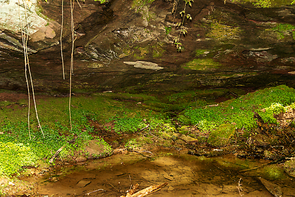 포토 JPG 해외이미지 나무 식물 백그라운드 자국 자연 이끼 사람없음 야외 초록색 물 골짜기 봄 하이킹 흐름 암석 개울 숲 오솔길 땅 땅바닥 해외포토 자연요소 계절 길 컬러 컨셉 레저 바닥 강 돌_바위 생태계 파일형식 이미지허브