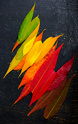 포토 JPG 해외이미지 단풍 낙엽 사람없음 하이앵글 컬러풀 오브젝트 해외포토 뷰포인트 컬러 잎 파일형식 이미지허브