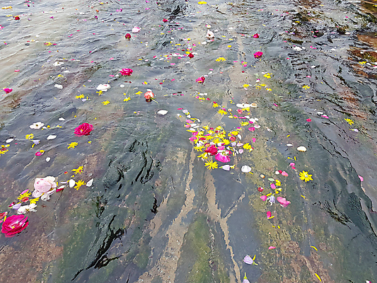 포토 JPG 해외이미지 식물 꽃잎 꽃 행복 파도 바다 백그라운드 꽃무늬 자연 놀이 표면 사람없음 물 파란색 컬러풀 뷰티 노란색 파티 정원 봄 벚꽃 축하 신선 닫기 큼 질감 데이지 내추럴 해외포토 자연요소 계절 감정 컬러 컨셉 무늬 모션 이벤트 크기 생태계 파일형식 이미지허브