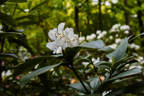 포토 JPG 해외이미지 나무 식물 계절 공원 꽃잎 꽃 유럽 잎 꽃무늬 오렌지 자연 하늘 사람없음 빨간색 초록색 컬러풀 뷰티 노란색 정원 봄 벚꽃 흰색 나뭇가지 신선 개화 숲 작음 폴란드 내추럴 브로츠와프 해외포토 공공시설 나라 컬러 무늬 과일 크기 생태계 파일형식 이미지허브