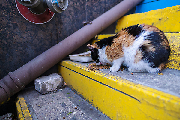 포토 JPG 해외이미지 동물 전통 라이프스타일 디자인 외관 응시 유럽 음식 벽 백그라운드 패턴 추상 휴가 거리 건조 사람없음 야외 빨간색 파란색 반려동물 컬러풀 노란색 계단 고양이 흰색 도시 먹기 타운 단계 해외포토 시선 나라 컬러 무늬 포유류 모션 생활 파일형식 이미지허브