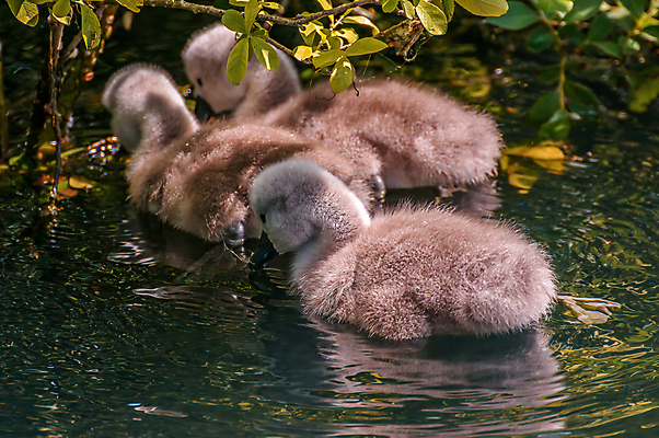 포토 JPG 해외이미지 주간 호수 세마리 사람없음 야외 백조 해외포토 자연요소 조류 3 파일형식 이미지허브