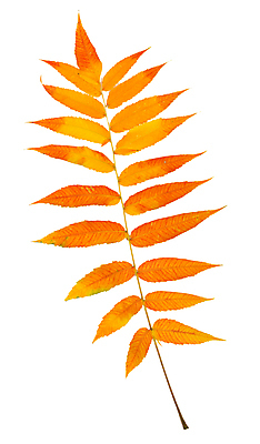 포토 JPG 해외이미지 단풍 낙엽 사람없음 주황색 오브젝트 해외포토 컬러 잎 파일형식 이미지허브