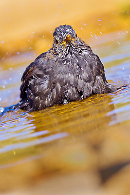 포토 JPG 해외이미지 동물 유럽 야생동물 날개 자연 조류 사람없음 야외 뷰티 환경 목욕 다양 연못 스페인 보호 숲 갈증 깃털 환경보전 생태계 생물학 부리 서식지 동물상 보호구역 생태학 해외포토 교육 나라 다수 컨셉 조형물 청결 사회이슈 구역 파일형식 이미지허브