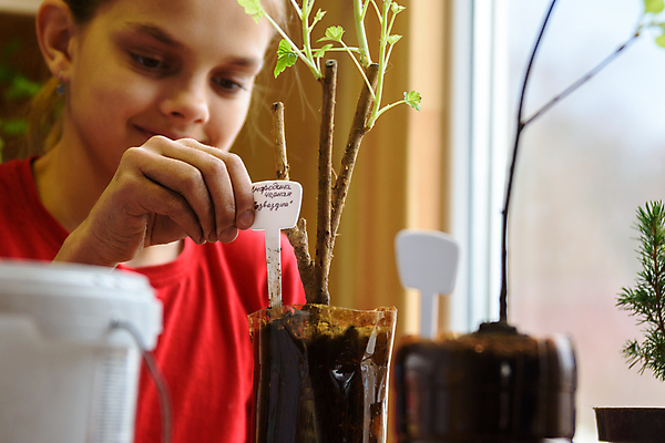 포토 JPG 해외이미지 식물 계절 열매 문화 지구 잎 채소 창문 자연 주택 실내 한명 초록색 세트 새싹 정원 흙 봄 성장 냄비 플라스틱 꽃집 관목 준비 에코 원예 채소밭 건포도 구스베리 땅바닥 모종 묘목 심기 원예사 해외포토 나무 직업 1 컬러 밭 모션 재질 포도 바닥 사람 취미 내부 건물 환경 상점 솥 생태계 건과일 파일형식 이미지허브