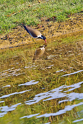 포토 JPG 해외이미지 동물 아시아 야생동물 날개 자연 조류 국립공원 사람없음 뷰티 환경 다양 보호 숲 깃털 환경보전 생태계 생물학 부리 네팔 서식지 동물상 보호구역 생태학 해외포토 공원 교육 나라 다수 컨셉 조형물 사회이슈 구역 파일형식 이미지허브