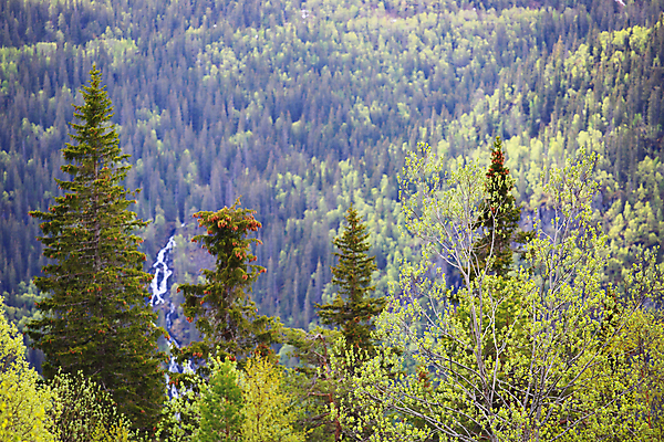 포토 JPG 해외이미지 나무 계절 공원 유럽 여행 백그라운드 자연 산 파노라마 노르웨이 풍경 사람없음 초록색 여름 환경 계곡 봄 폭포 하이킹 시골 숲 언덕 장면 전나무 내추럴 스칸디나비아 해외포토 식물 공공시설 나라 컬러 레저 촬영기법 생태계 파일형식 이미지허브