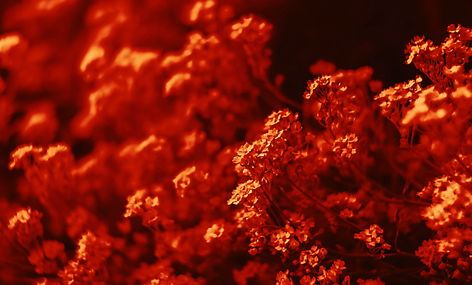 포토 JPG 해외이미지 식물 계절 꽃잎 꽃 백그라운드 꽃무늬 자연 사람없음 야외 빨간색 환경 정원 봄 들꽃 벚꽃 개화 미끄럼틀 질감 부드러움 내추럴 해외포토 컬러 무늬 감각 놀이기구 생태계 파일형식 이미지허브