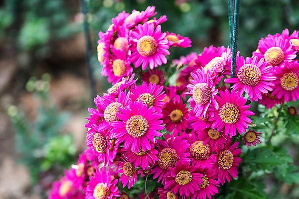 포토 JPG 해외이미지 식물 꽃 분홍색 자연 친절 국화 사람없음 정원 화단 해외포토 컬러 생태계 파일형식 이미지허브