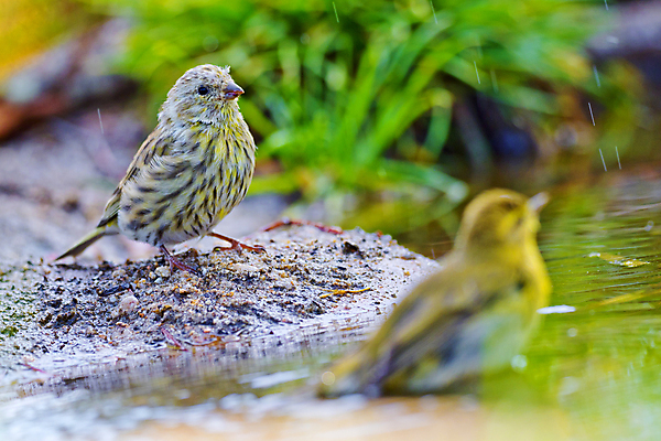 포토 JPG 해외이미지 동물 유럽 야생동물 날개 자연 조류 사람없음 야외 컬러풀 뷰티 환경 목욕 다양 연못 스페인 보호 숲 갈증 깃털 환경보전 생태계 생물학 부리 서식지 동물상 보호구역 생태학 해외포토 교육 나라 컬러 다수 컨셉 조형물 청결 사회이슈 구역 파일형식 이미지허브