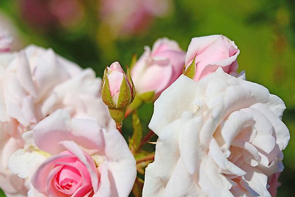포토 JPG 해외이미지 주간 꽃 분홍색 근접촬영 사람없음 야외 아웃포커스 장미 꽃봉오리 해외포토 자연요소 식물 뷰포인트 컬러 촬영기법 파일형식 이미지허브