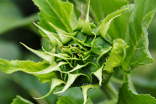 포토 JPG 해외이미지 식물 꽃 꽃무늬 밭 농업 자연 해바라기 사람없음 초록색 노란색 정원 일몰 봄 벚꽃 시골 개화 황금 닫기 작음 유기농 원예 내추럴 밭일 해외포토 웰빙 계절 산업 컬러 무늬 모션 취미 노을 크기 생태계 파일형식 이미지허브