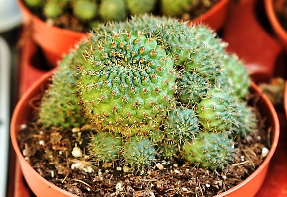 포토 JPG 해외이미지 식물 디자인 꽃 화초 백그라운드 꽃무늬 패턴 농업 자연 선인장 건조 취미 사람없음 장식 초록색 뷰티 정원 꽃병 봄 사막 성장 벚꽃 신선 원형 가시 척추 묘사 질감 날카로움 스파이크 찌르기 내추럴 고립 해외포토 도형 계절 산업 컬러 무늬 모션 뼈 생태계 파일형식 이미지허브