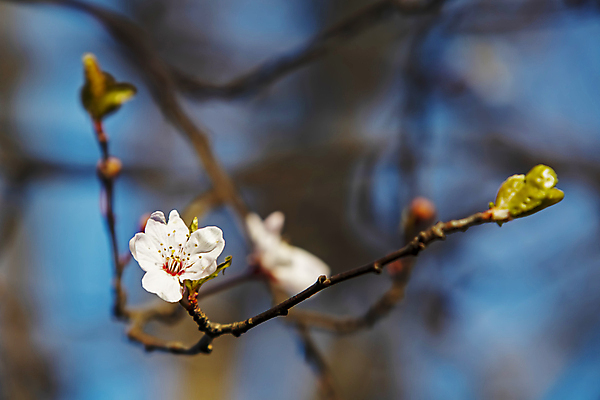 포토 JPG 해외이미지 자연 하늘 사람없음 벚꽃 나뭇가지 우아함 해외포토 나무 꽃 컨셉 생태계 파일형식 이미지허브