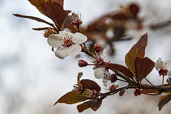 포토 JPG 해외이미지 잎 자연 사람없음 벚꽃 나뭇가지 우아함 해외포토 나무 식물 꽃 컨셉 생태계 파일형식 이미지허브