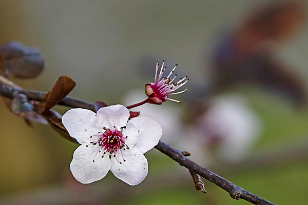 포토 JPG 해외이미지 자연 사람없음 벚꽃 나뭇가지 우아함 해외포토 나무 꽃 컨셉 생태계 파일형식 이미지허브