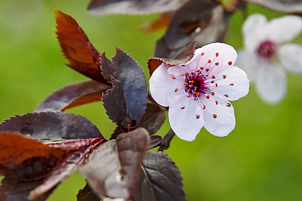 포토 JPG 해외이미지 잎 자연 사람없음 벚꽃 나뭇가지 우아함 해외포토 나무 식물 꽃 컨셉 생태계 파일형식 이미지허브