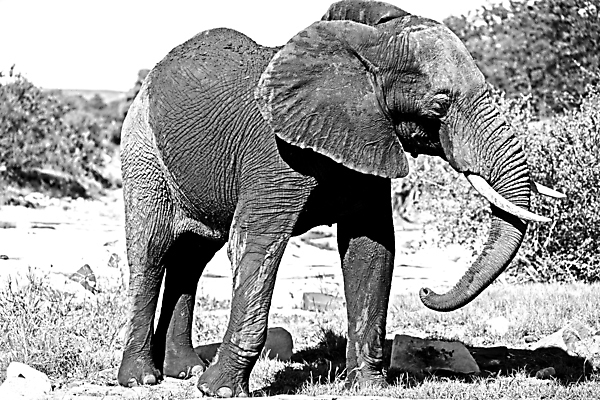 포토 JPG 해외이미지 동물 여자 남자 야생동물 여행 포유류 아프리카 자연 초식동물 코끼리 사람없음 야외 걷기 환경 아기 황무지 보호 큼 사파리 환경보전 상아 멸종 서식지 내추럴 남아프리카 사바나 생태학 해외포토 교육 나라 컨셉 모션 사람 크기 사회이슈 생태계 파일형식 이미지허브