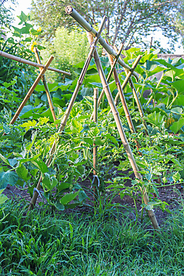 포토 JPG 해외이미지 식물 음식 잎 농업 토마토 채소 과일 자연 사람없음 초록색 농장 정원 수확 성장 시골 신선 체리 유기농 원예 내추럴 모종 밭일 온실 세련 해외포토 웰빙 산업 컬러 취미 생태계 파일형식 이미지허브