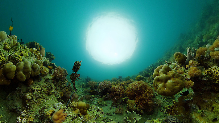 포토 JPG 해외이미지 동물 야생동물 바다 여행 백그라운드 자연 어류 사람없음 물 컬러풀 환경 수중 수영 탐험 스노클링 산호 생태계 다이빙 장면 암초 발견 깊이 이국적 해외포토 자연요소 컬러 수중동물 수상스포츠 자포동물 수중스포츠 파일형식 이미지허브