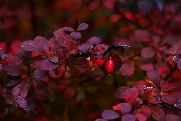 포토 JPG 해외이미지 식물 계절 열매 잎 자연 사람없음 빨간색 뷰티 보라색 가을 나뭇가지 닫기 관목 각도 강렬 해외포토 나무 컬러 모션 생태계 파일형식 이미지허브