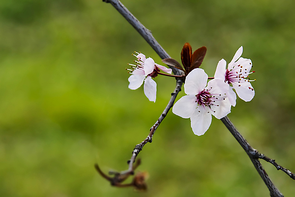 포토 JPG 해외이미지 잎 자연 사람없음 벚꽃 나뭇가지 우아함 해외포토 나무 식물 꽃 컨셉 생태계 파일형식 이미지허브