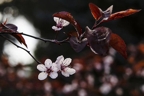 포토 JPG 해외이미지 잎 자연 사람없음 벚꽃 나뭇가지 우아함 해외포토 나무 식물 꽃 컨셉 생태계 파일형식 이미지허브