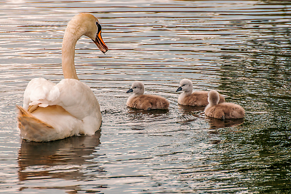 포토 JPG 해외이미지 주간 호수 여러마리 사람없음 야외 백조 해외포토 자연요소 다수 조류 파일형식 이미지허브