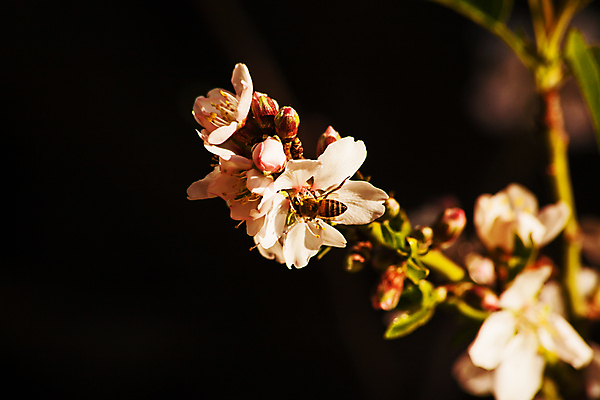포토 JPG 해외이미지 나무 식물 계절 꽃잎 꽃 분홍색 백그라운드 꽃무늬 농업 과일 자연 하늘 사람없음 빛 농장 맑음 봄 견과류 성장 벚꽃 흰색 나뭇가지 개화 닫기 전기에너지 꿀벌 수분 과수원 꽃가루 아몬드 꿀 꽃수술 밭일 필라멘트 스타일 해외포토 산업 컬러 무늬 모션 날씨 에너지 벌_곤충 가루 생태계 파일형식 이미지허브