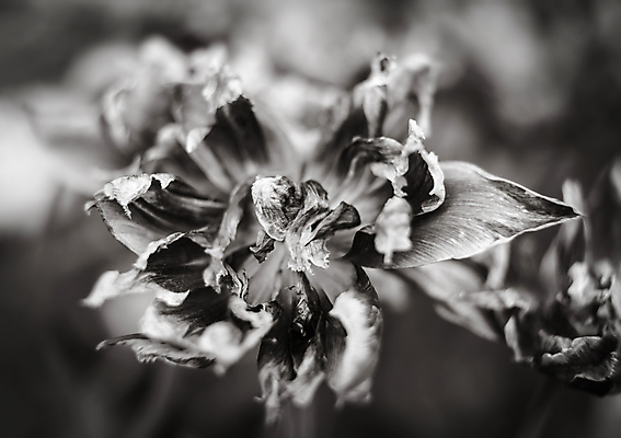 포토 JPG 해외이미지 식물 꽃잎 꽃 줄기 분홍색 백그라운드 잎 꽃무늬 오렌지 자연 추상 건조 미술 사람없음 장식 빨간색 빛 뷰티 노란색 환경 정원 보라색 검은색 어둠 화목 봄 튤립 벚꽃 흰색 죽음 그림 유기농 내추럴 해외포토 웰빙 계절 컬러 컨셉 무늬 과일 문화예술 생태계 파일형식 이미지허브