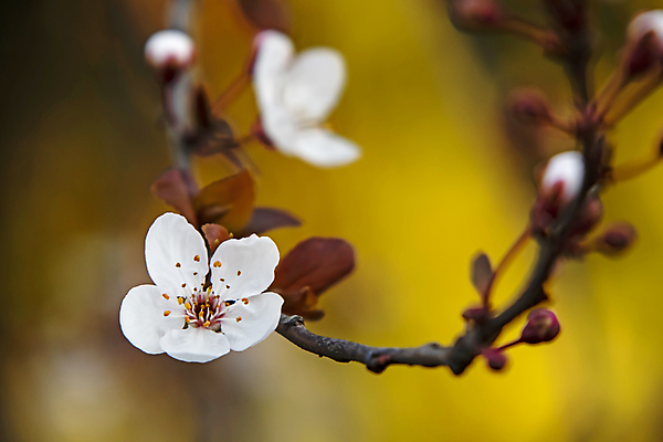 포토 JPG 해외이미지 잎 자연 사람없음 벚꽃 나뭇가지 우아함 해외포토 나무 식물 꽃 컨셉 생태계 파일형식 이미지허브