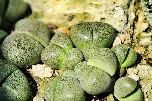 포토 JPG 해외이미지 모양 식물 꽃 백그라운드 잎 오렌지 자연 선인장 건조 사람없음 야외 장식 초록색 뷰티 정원 봄 펼침 사막 성장 신선 개화 그룹 닫기 작음 질감 다리찢기 영원 세련 해외포토 계절 컬러 과일 모션 크기 생태계 파일형식 이미지허브