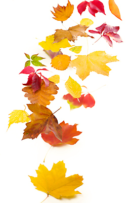 포토 JPG 해외이미지 단풍 낙엽 사람없음 오브젝트 해외포토 잎 파일형식 이미지허브