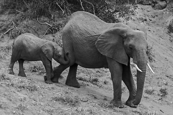 포토 JPG 해외이미지 동물 여자 남자 야생동물 여행 포유류 아프리카 자연 초식동물 코끼리 사람없음 야외 걷기 환경 아기 황무지 보호 큼 사파리 환경보전 상아 멸종 서식지 내추럴 남아프리카 사바나 생태학 해외포토 교육 나라 컨셉 모션 사람 크기 사회이슈 생태계 파일형식 이미지허브