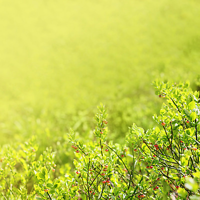 포토 JPG 해외이미지 식물 열매 꽃 백그라운드 잎 텍스트 자연 사람없음 초록색 빛 환경 맑음 봄 성장 벚꽃 개화 숲 5월 블루베리 카피스페이스 해외포토 계절 컬러 과일 날씨 공백 날짜 생태계 파일형식 이미지허브