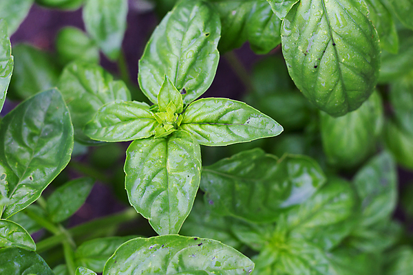 포토 JPG 해외이미지 식물 음식 잎 농업 재료 요리 사람없음 초록색 신선 맛 약초 허브 향신료 유기농 원예 매움 날것 아로마 향 바질 자연요법 해외포토 웰빙 산업 컬러 컨셉 취미 풀_식물 향미료 파일형식 이미지허브