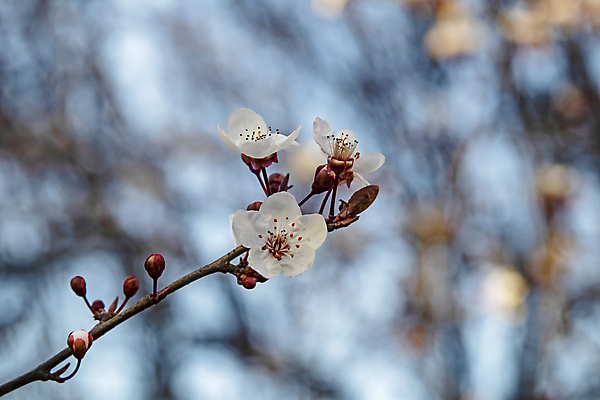 포토 JPG 해외이미지 자연 하늘 사람없음 벚꽃 나뭇가지 우아함 해외포토 나무 꽃 컨셉 생태계 파일형식 이미지허브
